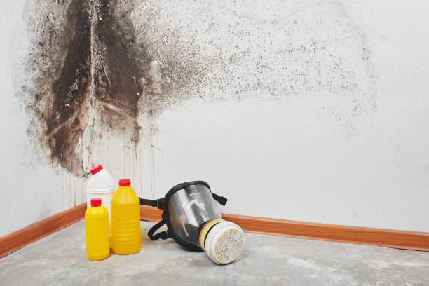 Trusted Voorheesville, NY Mold Removal Experts