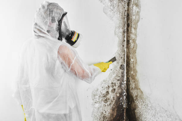 Best Crawl Space Mold Removal  in Voorheesville, NY