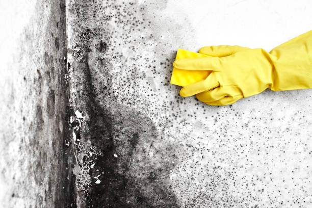 Best Mold Cleaning Services  in Voorheesville, NY