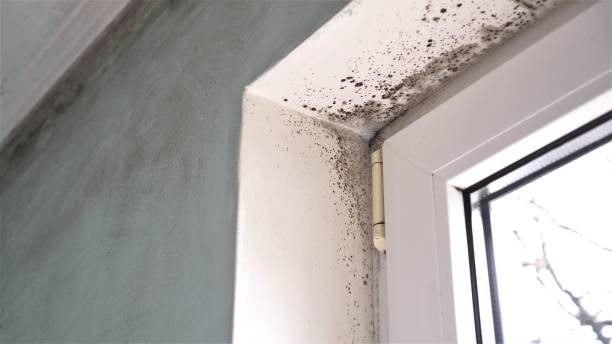 Best Mold Removal Process  in Voorheesville, NY