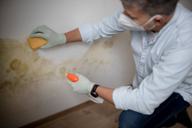 Home Mold Removal in Voorheesville, NY