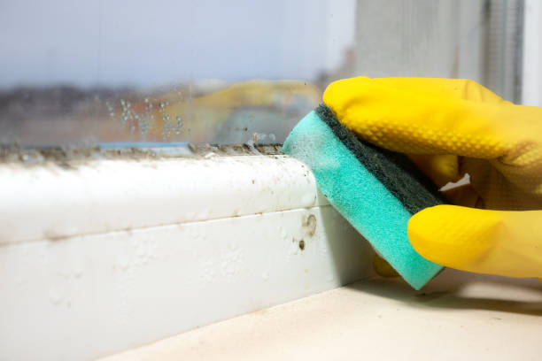 Best Mold Removal Company Near Me  in Voorheesville, NY