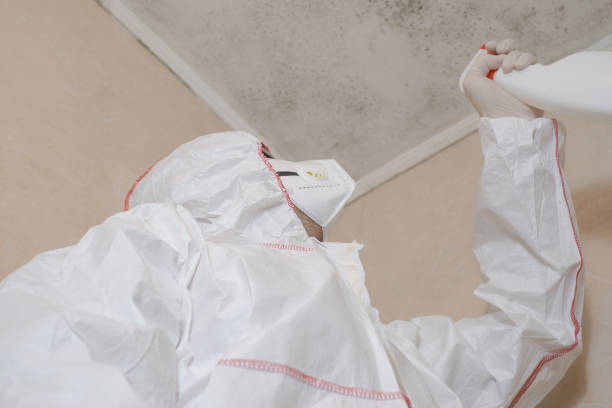 Best Mold Testing and Removal  in Voorheesville, NY