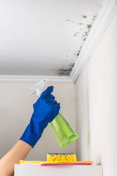 Best Home Mold Removal  in Voorheesville, NY