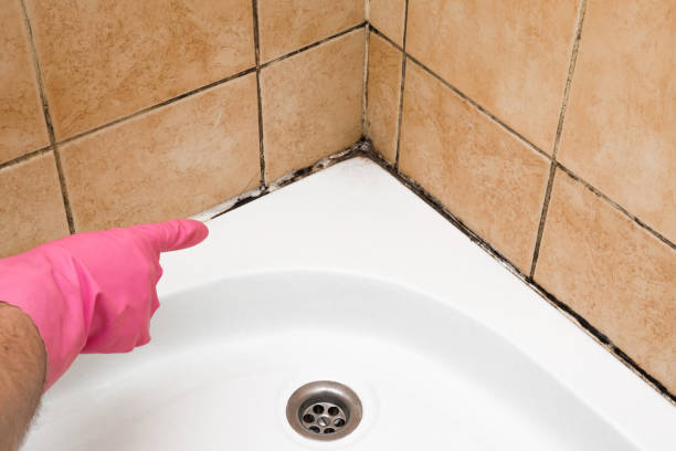 Best Emergency Mold Removal  in Voorheesville, NY